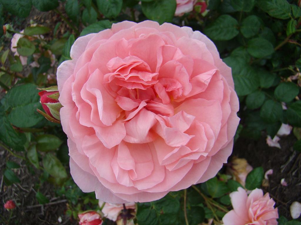 strawberry-hill-lens-roses